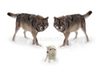 Opposing Forces